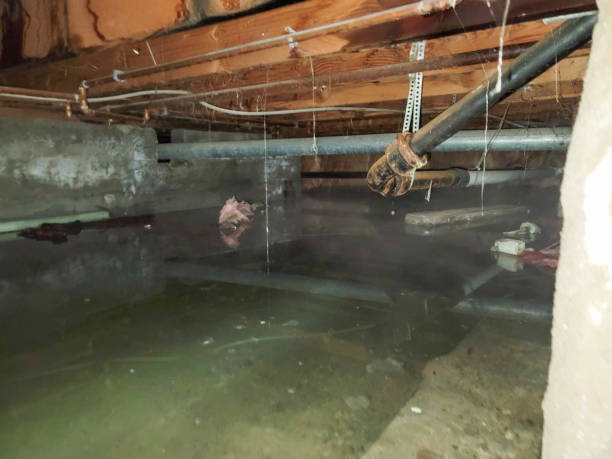 Best Local water damage restoration  in Hart, MI